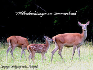 Wildbeobachtung im Sommer - Foto: Wolfgang Stolze