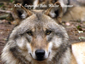 Wolf - Foto: Walter Wimmer